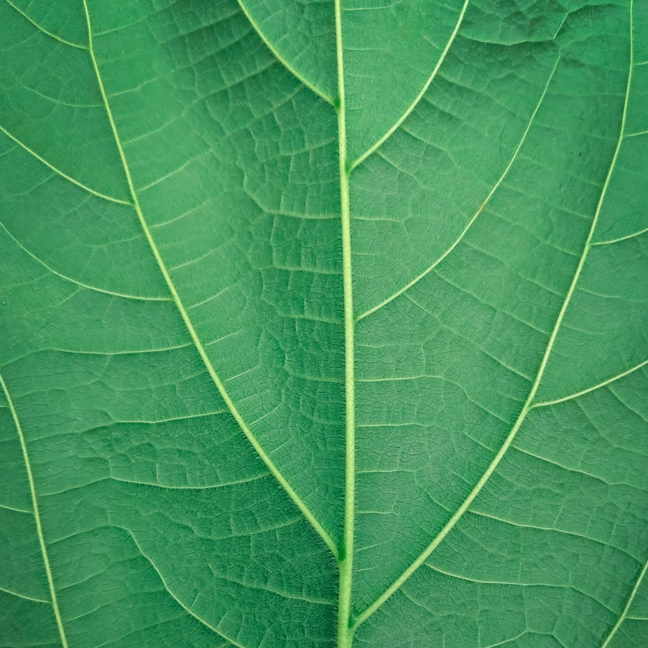 green leaf close up