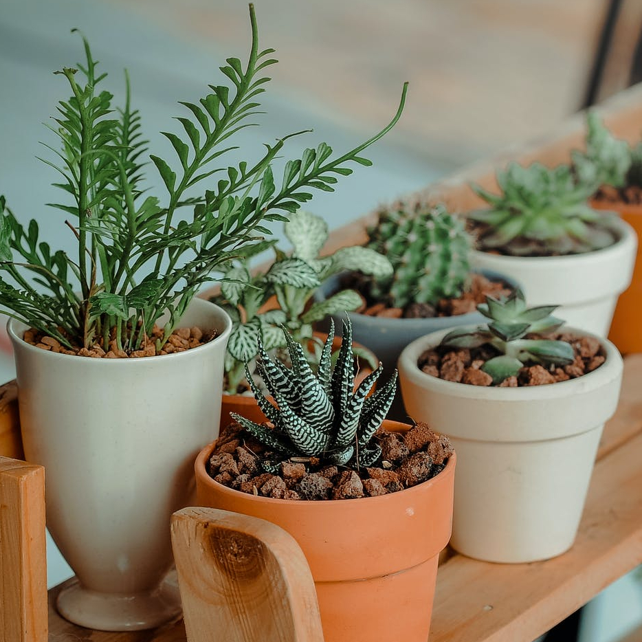 indoor potted plant collection